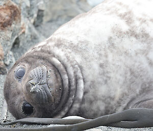A juvenile elephant seal lies o its side on the sand
