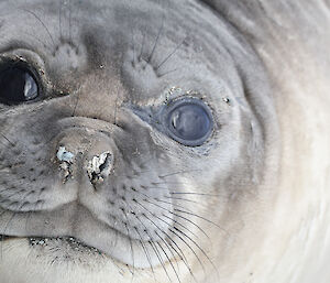 close up of a juvenile elephant seal