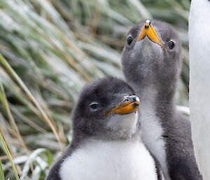 Two fluffy baby gentoo chicks