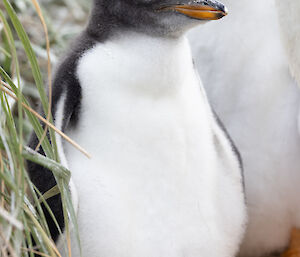 A fluffy baby gentoo chick with a fat tummy