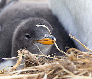 Close up of a gentoo chick
