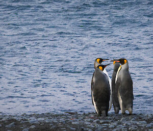 Four king penguins stand near the shore on a rocky beach