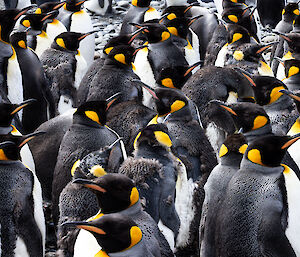 Heaps of king penguins all together