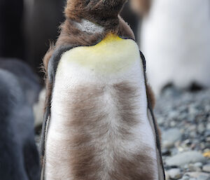 A moulting king penguin, part brown and fluffy, part white and black