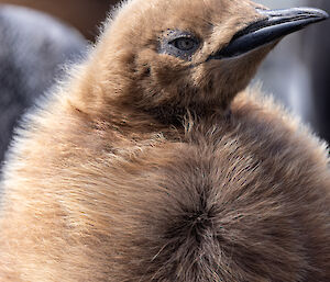 a brown fluffy king penguin chick
