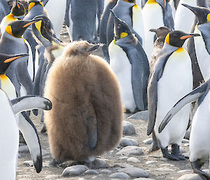 A very round king penguin baby
