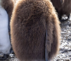 A fluffy brown king penguin chick with white fluffy legs