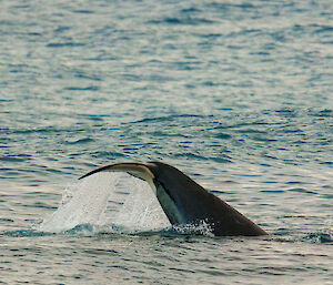 orca tail in the water