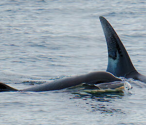 two orcas in the water