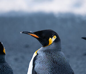 Side shot of a beautiful orange-necked king penguin