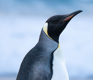 King penguin