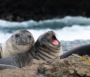 juvenile elephant seal looks directly at the camera, super cute