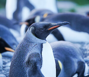 penguin on a beach