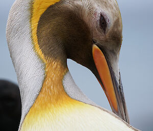 A king penguin grooming itself