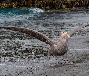 A petrel with its wings spread.