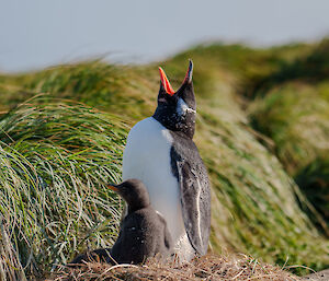 Fluffy gentoo penguin chick next to a parent