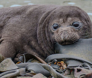 An elephant seal chewing on a piece of sea weed