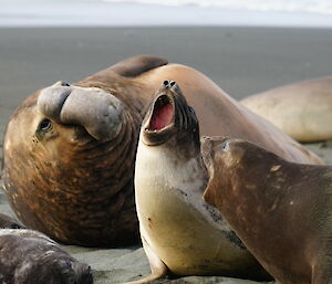 Two elephant seals roaring at each other