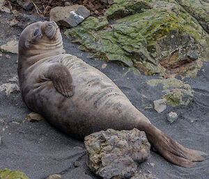 An elephant seal wakes up from a nap on a grey sandy beach