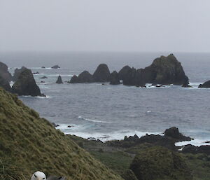 A bird in the side of a hill with sea in the background
