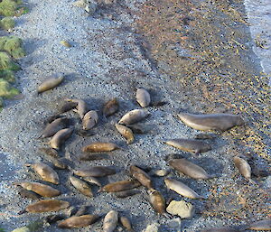 Heaps of elephant seals lying on a bech