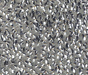 heaps of royal penguins nesting