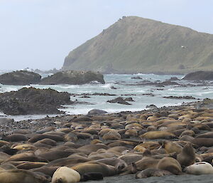 A rocky beach full of elephant seals