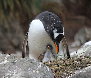 An adult gentoo penguin feeds a fluffy baby
