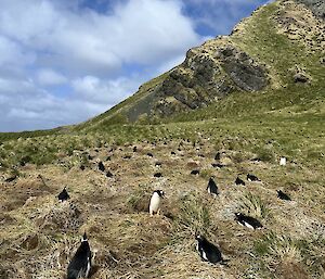 lots of gentoo penguins on a grassy hillside