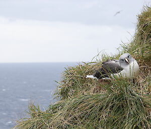 A bird on a nest