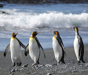 Four adult king penguins walk along the beach, looking like they're having a chat