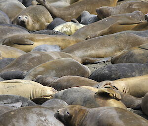 Wall to wall elephant seals