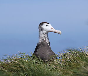 A juvenile albatross sticks its head up, sea in the background