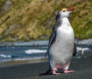 A penguin on a beac