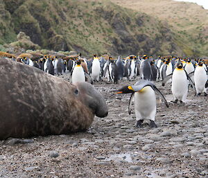 A king penguin pecking a male elephant seal