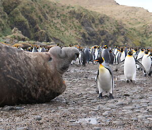 The elephant seal roaring back at the penguin it was pecked by