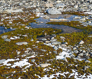 Patches of green moss amongst small rocks, snow and a small meltwater pond