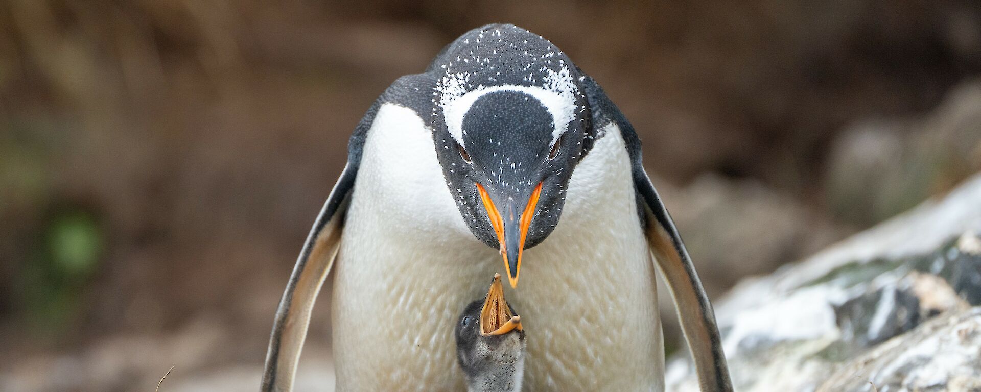 A Gentoo penguin is looking down towards its chick