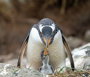 A Gentoo penguin is looking down towards its chick