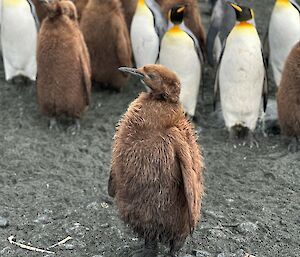 A king Penguin chick standing in front of a larger group of King Penguins