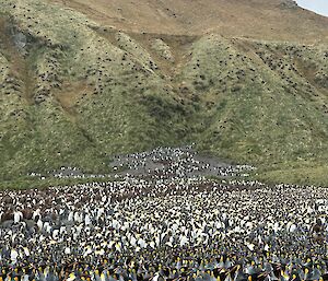 Hundreds of King Penguins gather at Lusitania Bay