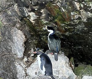 A Rockhopper Penguin and Imperial Comorant sit on a rock