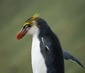 A Royal Penguin running at Hurd Point