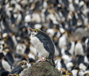 A Royal Penguins sits on a rock at Hurd Point. A large colony of Royal Penguins can be seen in the background.