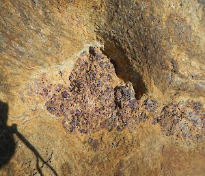 A cluster of garnets in an outcrop of crystalline rocks on the Mawson coast
