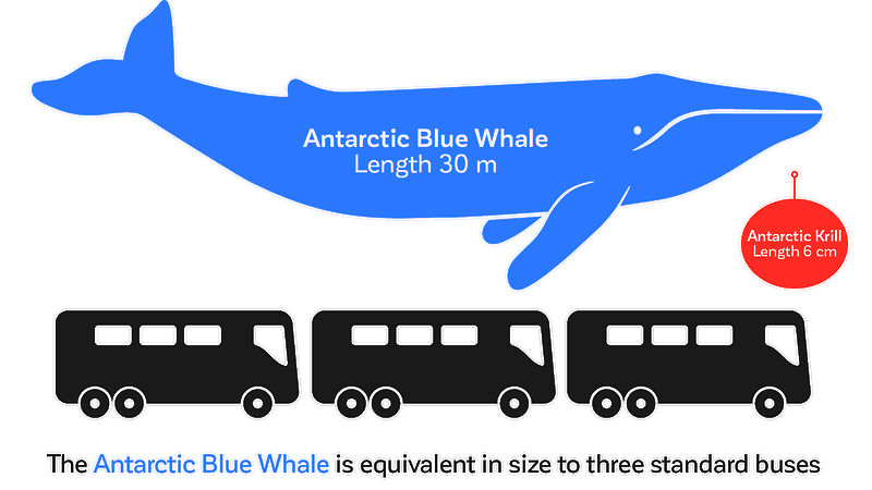 Graphic comparing adult blue whale with length of three standard buses