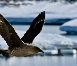 Close-up image of a South Pole Skua mid-flight.