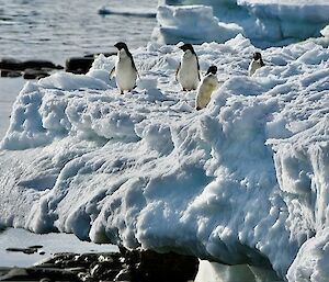 Image of four Adelie penguins on the edge of the snowy peninsular. Ocean water fills the background.