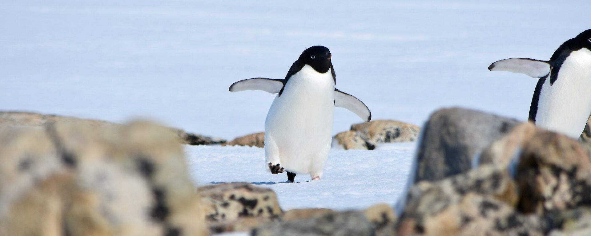 Close-up image of an Adelie penguin running on the snow.