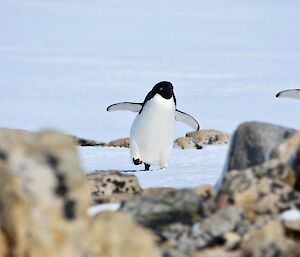 Close-up image of an Adelie penguin running on the snow.